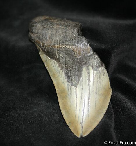 Bargain Inch Megalodon Tooth #1040